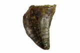Serrated, Small Theropod (Raptor) Tooth - Montana #113617-1